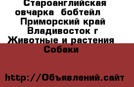 Староанглийская овчарка (бобтейл)  - Приморский край, Владивосток г. Животные и растения » Собаки   